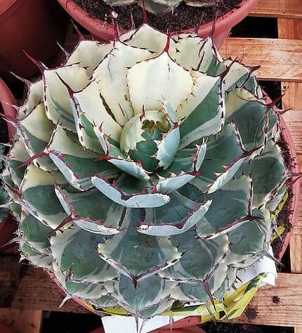 Bulk Agave Inulin Powder