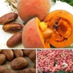 Bulk Bitter Kola Nuts & Powder