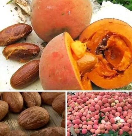 Bulk Bitter Kola Nuts & Powder