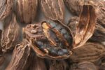 Bulk Whole Black Cardamom Pods & Seeds - Aromatic Wholesale Supplier