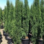 Bulk Cypress Plant Material