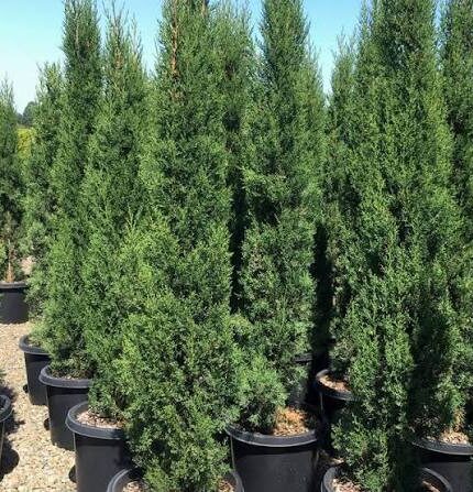 Bulk Cypress Plant Material
