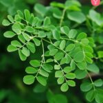 Bulk Organic Moringa Powder, Leaf & Seeds Wholesale Supplier