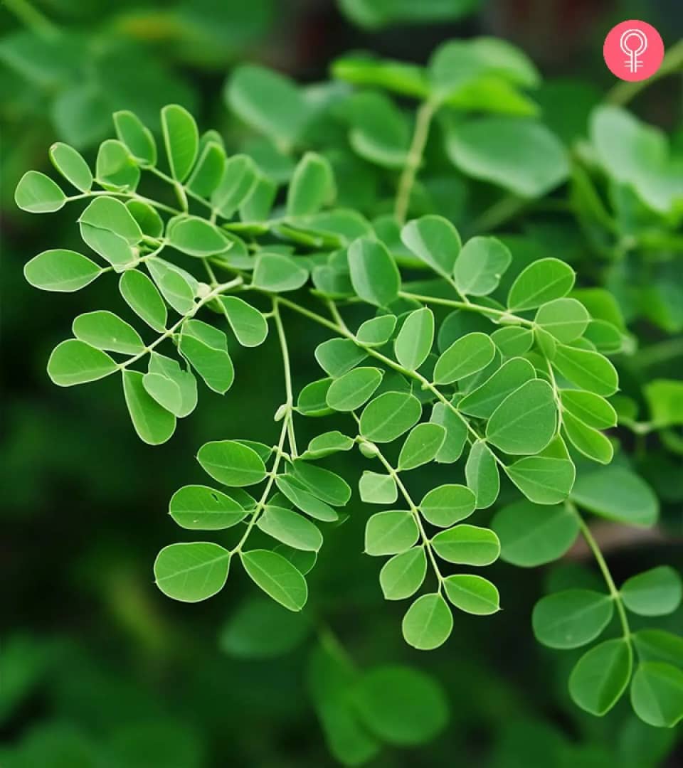 Moringa - 3 Bulk Organic Moringa Powder, Leaf & Seeds Wholesale Supplier