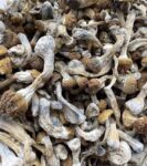 Shrooms (Mycelial/Fruiting Body Components)