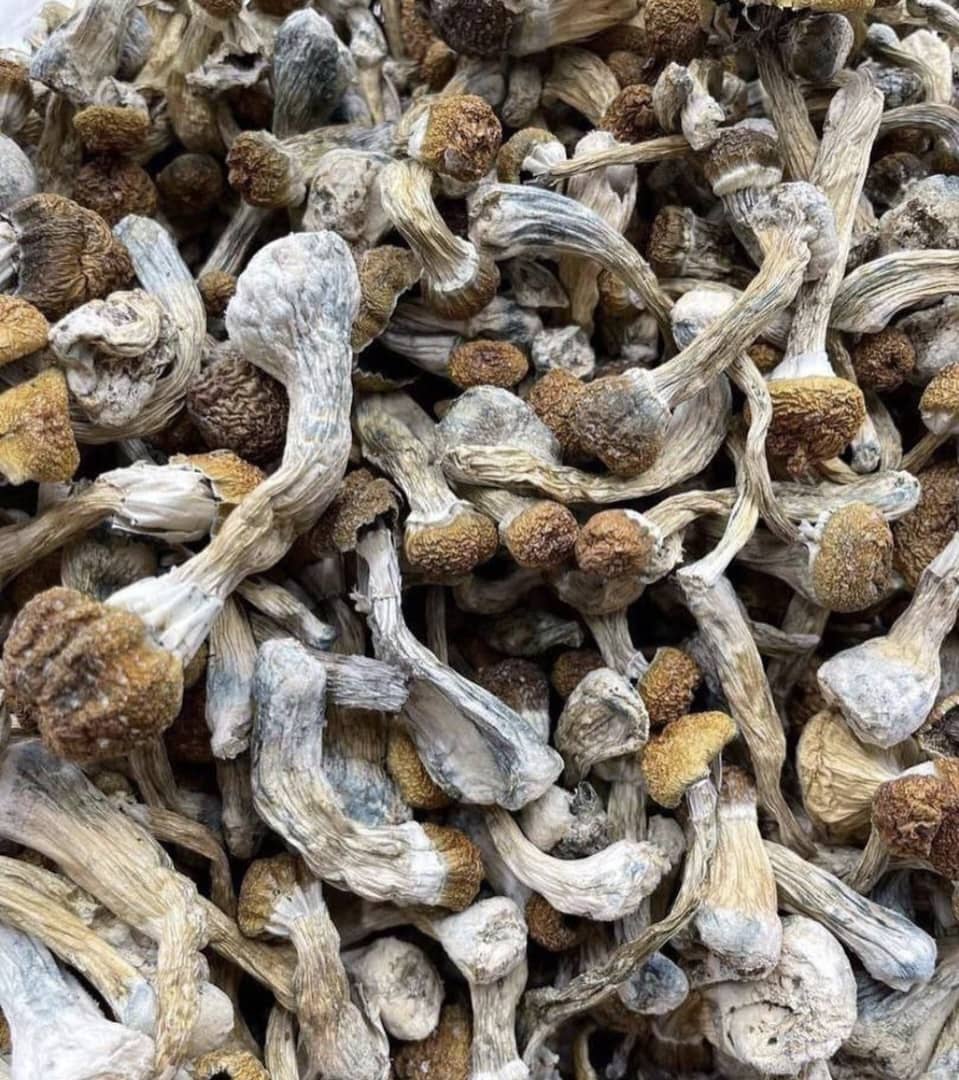 Shrooms Shrooms (Mycelial/Fruiting Body Components)