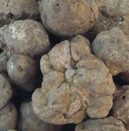 Seasonal Fresh White Truffles & Preserved Products